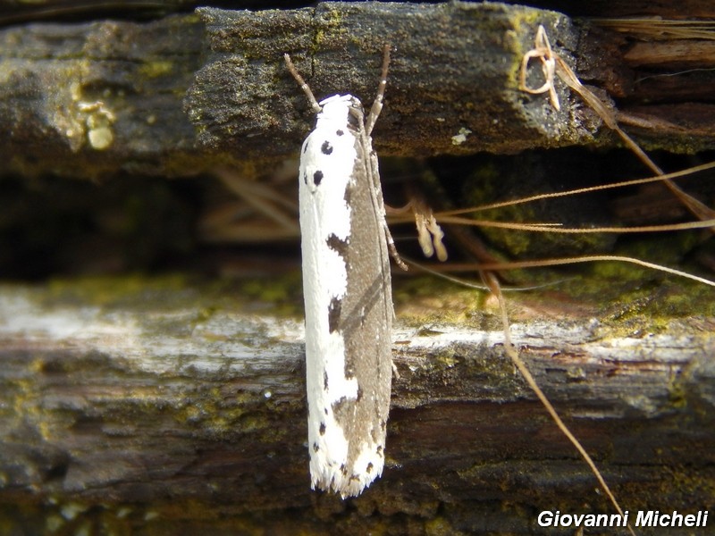 E questo chi ? - Ethmia bipunctella